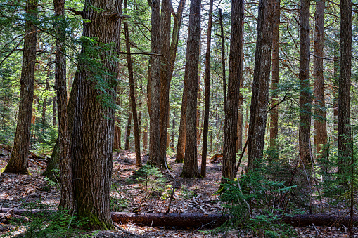 Densely forested land near the edge of the trail of Ducktrap River in Lincolnville Maine.