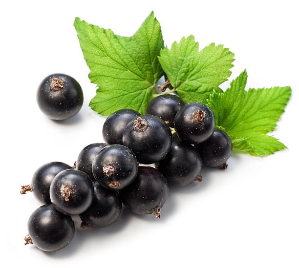 istock Branch of black currant on a white background. 155544956
