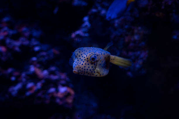 Porcupinefish (Diodon hystrix) on a coral reef Red sea