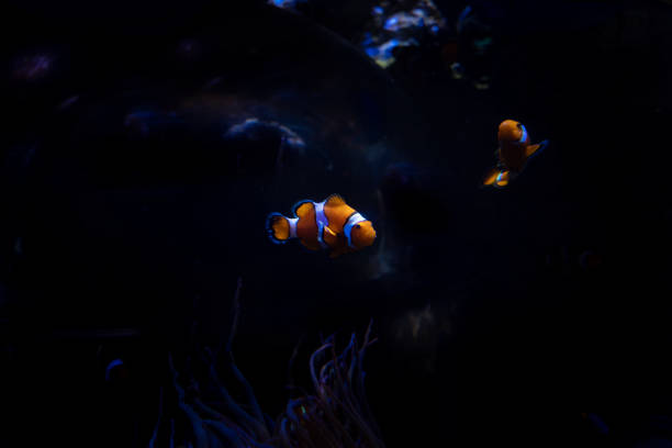 specimens of amphiprion ocellaris or said clown fish
