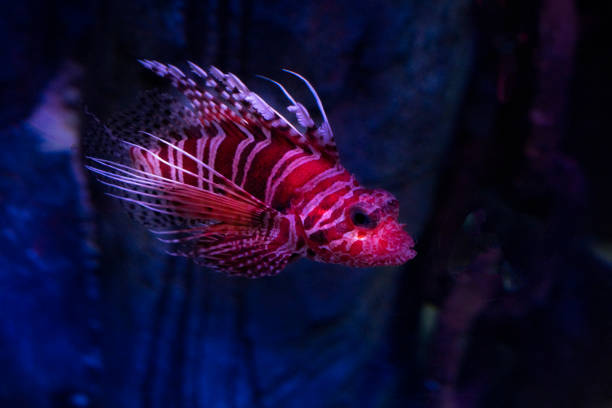 small specimen of Pterois volitans or called scorpion fish