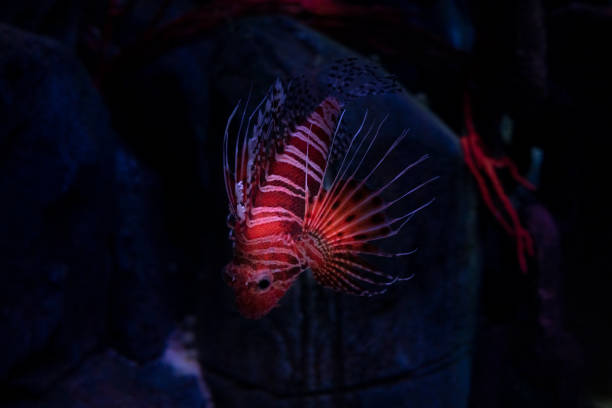 small specimen of Pterois volitans or called scorpion fish