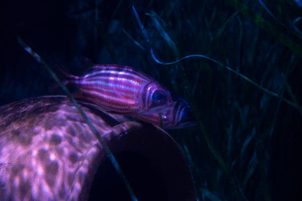 two specimens of opisthognathus aurifrons or better known as squirrel fish