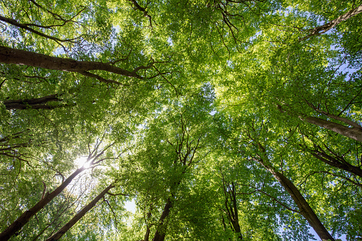 leaf canopy of a natural beech forest