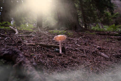 lonely mushroom illuminated by the sun's rays inside a fir forest