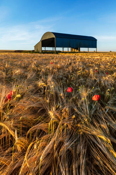 istock Sixpenny Handley Dutch Barn 1555456768