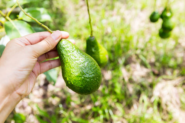 istock Girl hand holding fresh avocado fruit over blurred nature background 1555456989