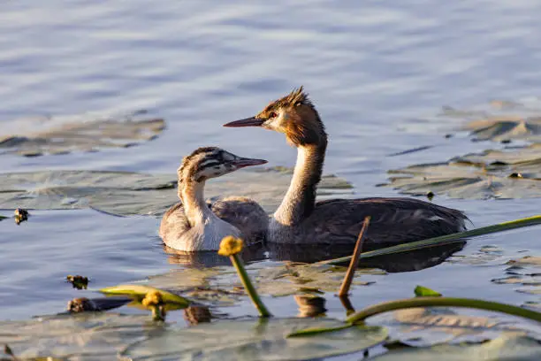 great crested grebe with young animal in the pond