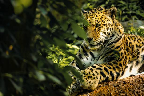 istock Jaguar (Panthera onca) resting behind trees with a golden fur illuminated in the sunlight 1555457555
