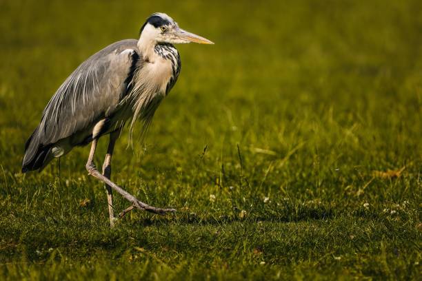 istock Gray heron (Ardea cinerea) in a lush green field 1555457558