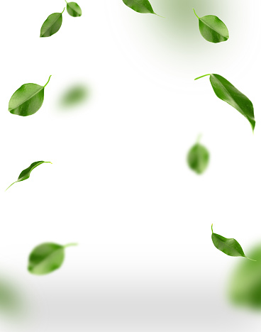 Banner with floating green leaves on a white background with space for copy. Beautiful summer background, tropical fruit leaves floating in the air, space for text and advertising