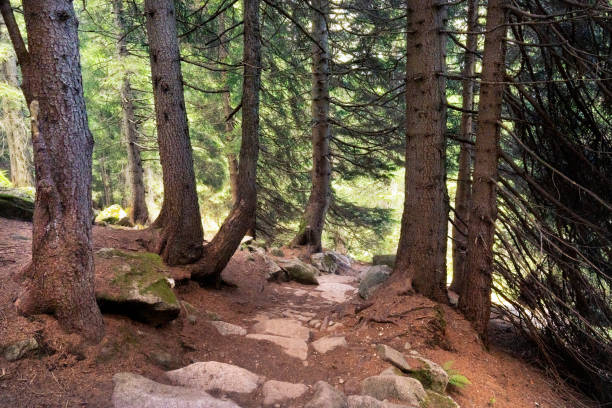 istock stone path in a forest in Trentino 1555458823