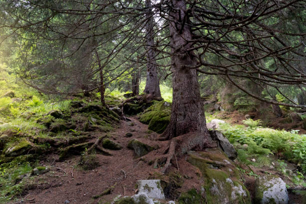 istock centuries-old fir forest in Trentino 1555459012