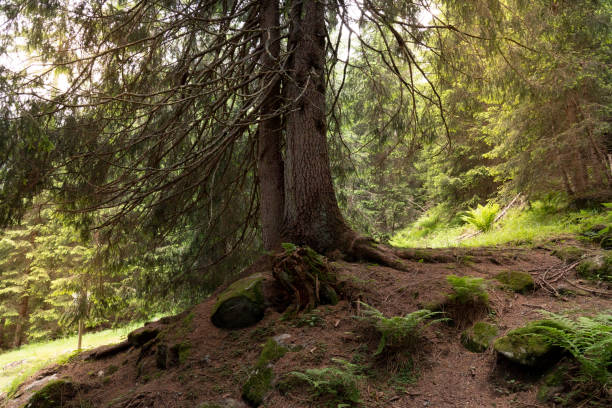 istock centuries-old fir tree in Trentino 1555459901