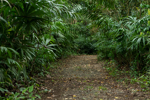 Expansive view of waterfall in vast tropical rainforest