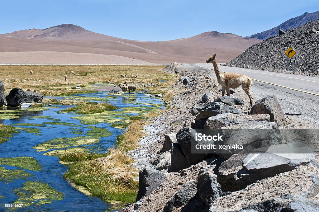 Vicuñas и альпаки настильного срабатывания в области Атакама - Стоковые фото Альпака роялти-фри