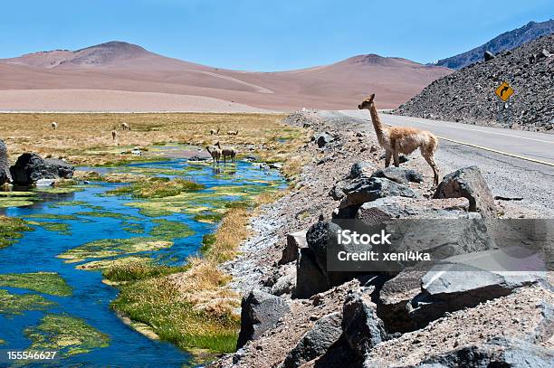 Vicuñas И Альпаки Настильного Срабатывания В Области Атакама — стоковые фотографии и другие картинки Альпака