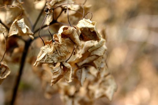 Closeup of spent hydrangea flowers