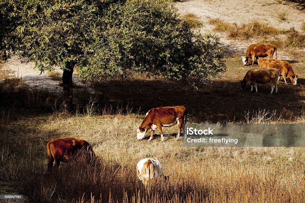 Vaca en un pasto otoño - Foto de stock de Agricultura libre de derechos