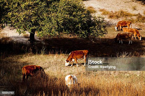 Vaca En Un Pasto Otoño Foto de stock y más banco de imágenes de Agricultura - Agricultura, Aire libre, Aldea