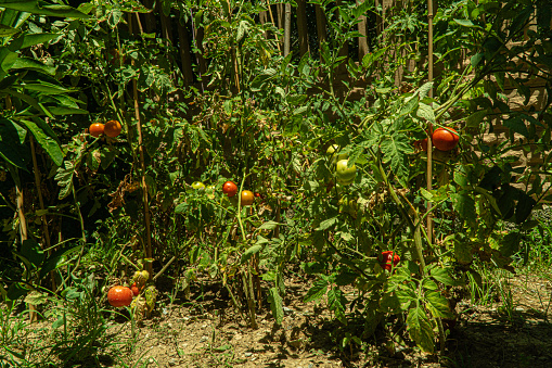 Planting Tomatoes In Your Own Garden