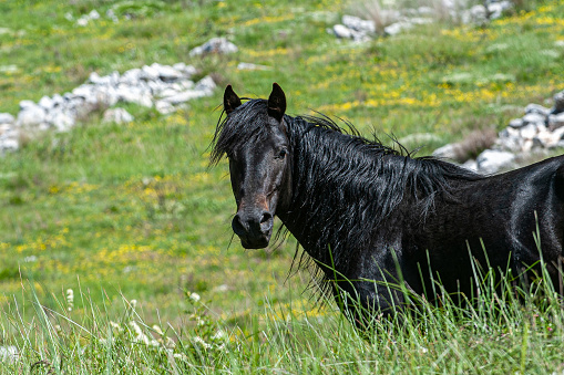 Long mane leading black horse looking at photographer