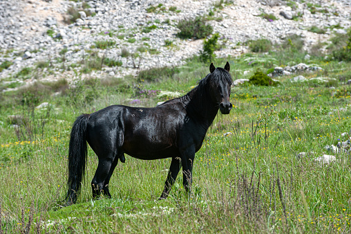 Strong and leading black horse