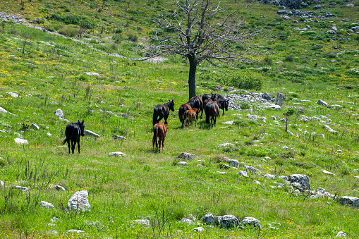 Free-roaming horses drifting away near a tree