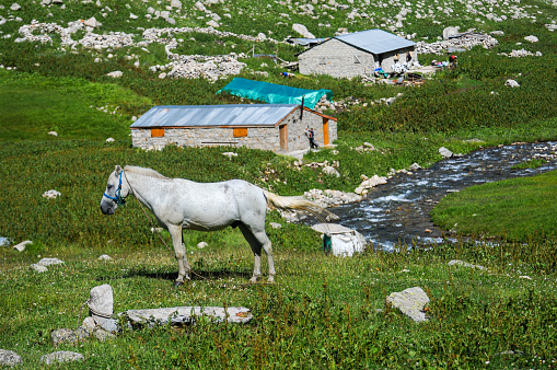 White horse on the plateau in the Eastern Black Sea Region