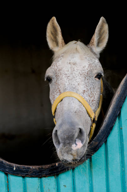istock Looking at the white horse in the stable 1555485722