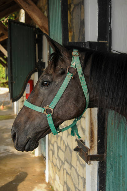 istock Brown horse poking its head in the stable 1555486794