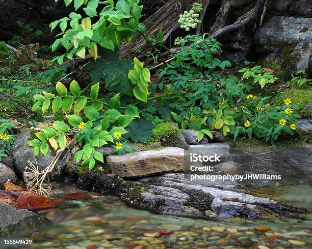 Sunrift Gorge Still Life A Glacier National Park Montana - Fotografie stock e altre immagini di Ambientazione esterna