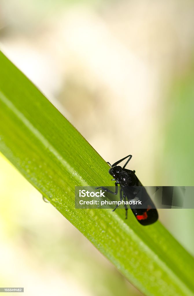 Insekten Füttern auf grünem Gras - Lizenzfrei Blatt - Pflanzenbestandteile Stock-Foto