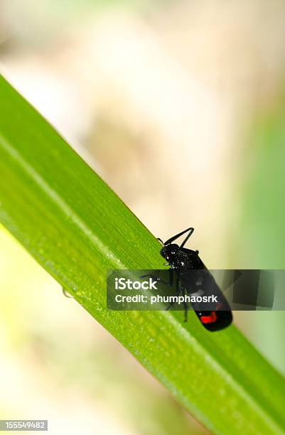 Insekten Füttern Auf Grünem Gras Stockfoto und mehr Bilder von Blatt - Pflanzenbestandteile - Blatt - Pflanzenbestandteile, Extreme Nahaufnahme, Fotografie