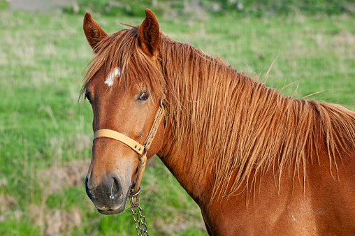 Head of brown horse tied to pasture