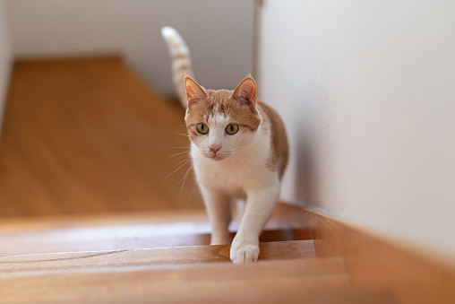 cat walking up stairs