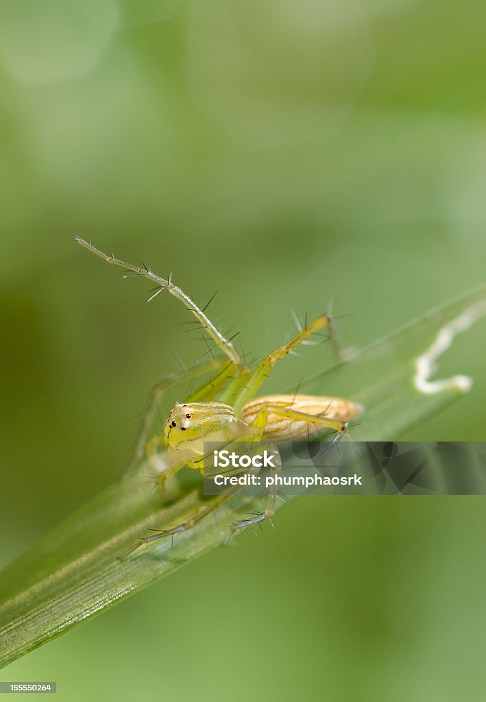 Macro Of Spider On The Grass - Foto de stock de Animal libre de derechos