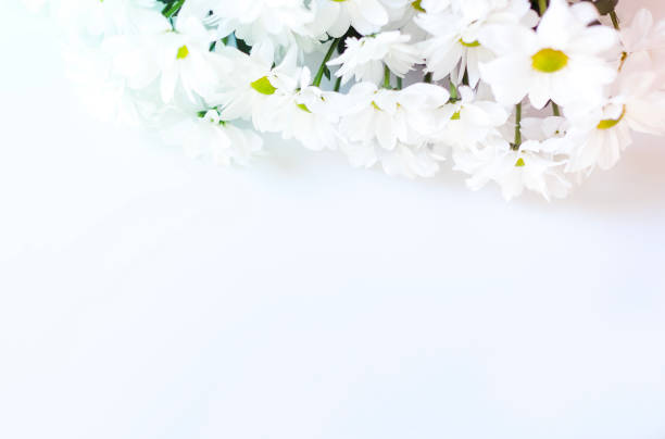 istock Postcard with white chrysanthemums on a light background with space for copy. 1555507009