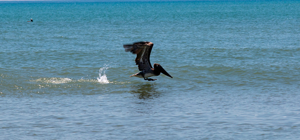 Side view of one brown pelican splashing the water while trying to take off and fly from floating.