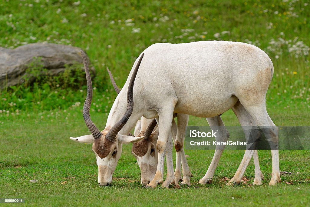 blesbok antelope - Zbiór zdjęć royalty-free (Afryka)
