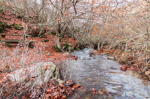 A gentle river winds amidst leaf-strewn ground and barren trees, a serene autumn symphony