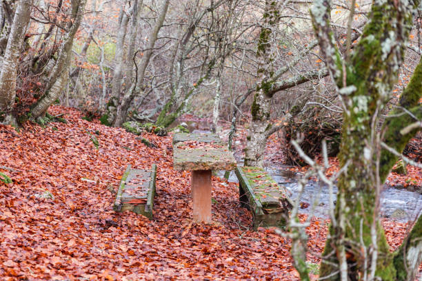 istock Autumn Picnic Delight: A Table Amidst Brown Leaves 1555512381
