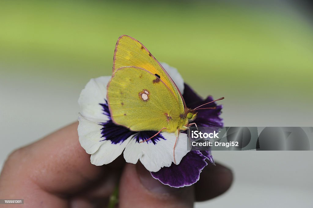 Yellow Schmetterling - Lizenzfrei Braun Stock-Foto