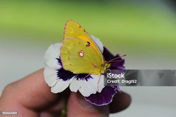Yellow Schmetterling Stockfoto und mehr Bilder von Braun - Braun, Bunt - Farbton, Einzelne Blume