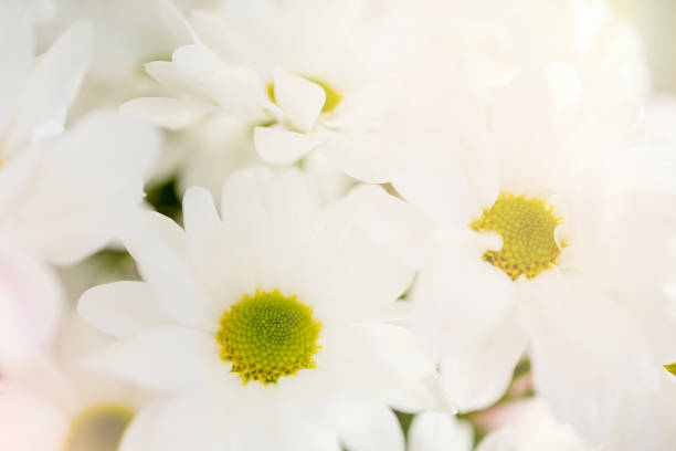 istock Macro photo of white chrysanthemums with highlights and gradient. 1555513991