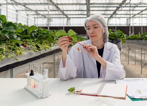 Caucasian female botanical scientist in white gown observes leaf, sprout and branch of strawberry. The table is full of research papers, chemicals in test tubes and plant samples.