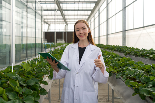 Caucasian female botanical scientist raise finger thumb up  while holding clipboard. Working atmosphere in indoor strawberries farm. The concept of growing organic vegetables.
