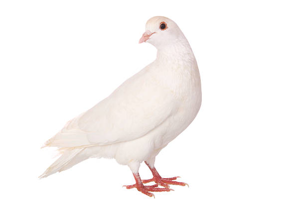 An isolated white pigeon on a white background stock photo