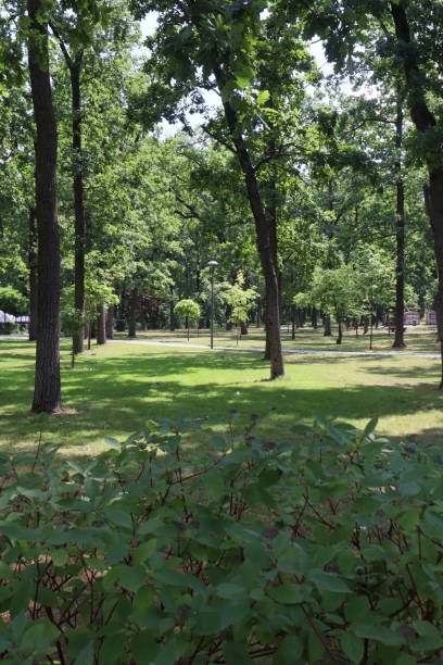 Summer park in morning. Scenic landscape.