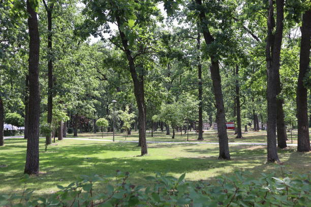 istock Summer park in morning. Scenic landscape. 1555532238